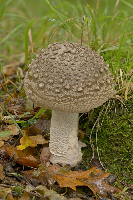 Amanita meridioceciliae